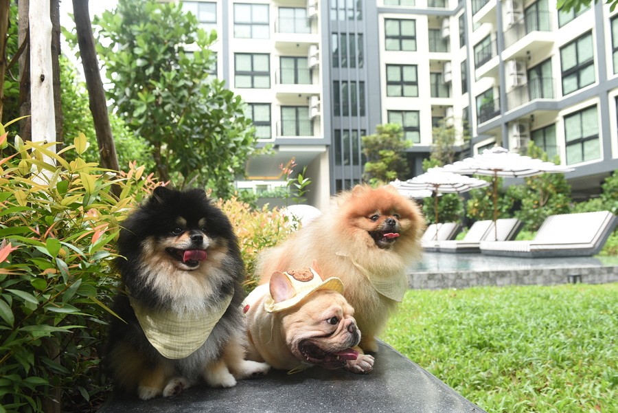pet friendly condo ARLO Lasalle